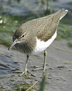 Common Sandpiper