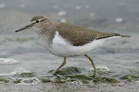 Common Sandpiper