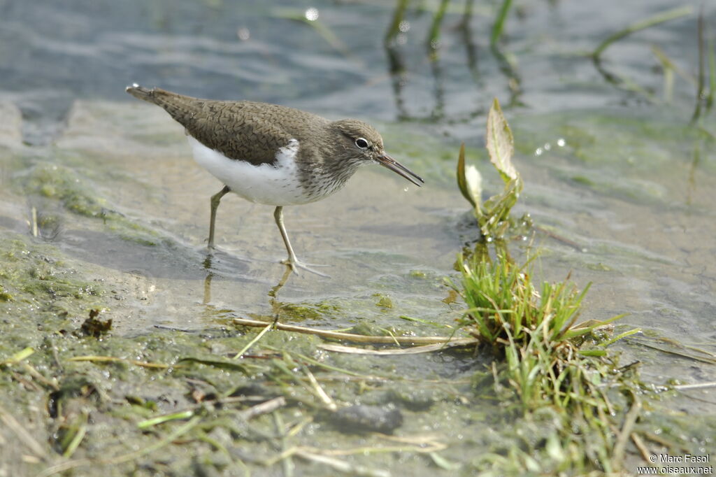 Common Sandpiperadult breeding, song, Behaviour