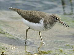 Common Sandpiper