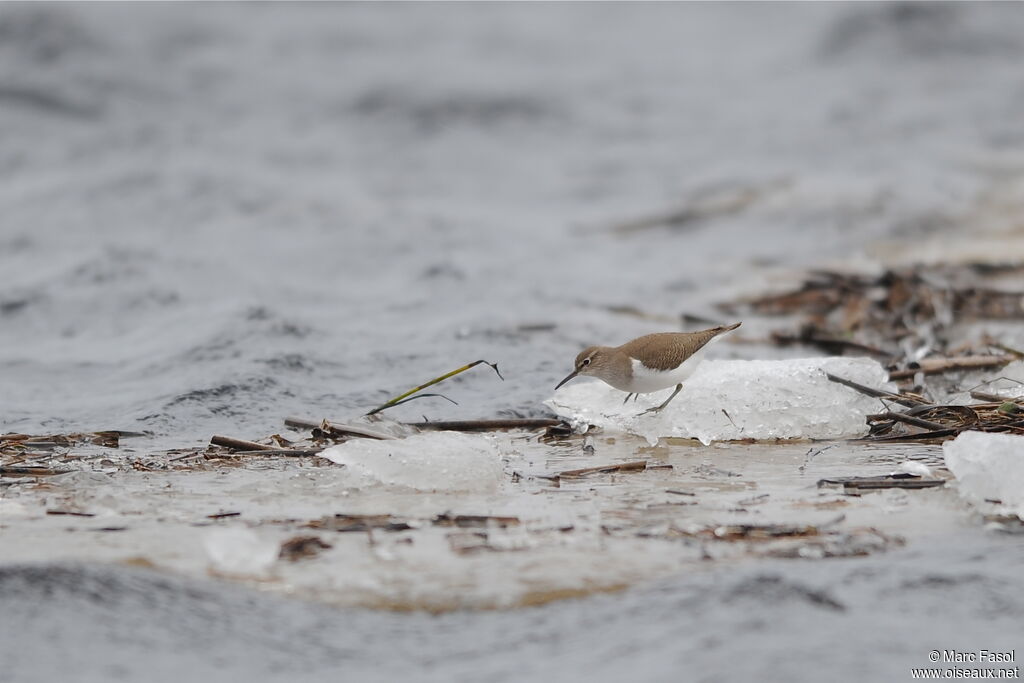 Common Sandpiperadult, feeding habits