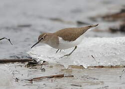 Common Sandpiper