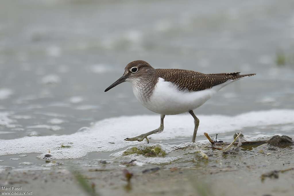 Chevalier guignettejuvénile, identification, Comportement