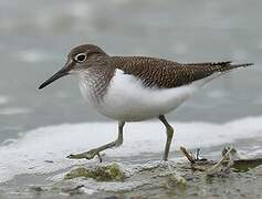 Common Sandpiper