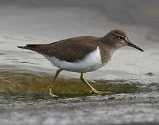 Common Sandpiper