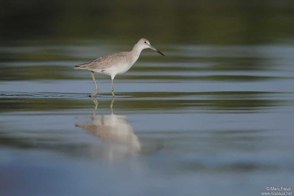 Willetadult breeding, identification