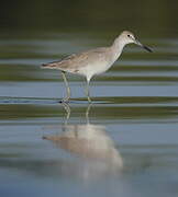 Willet