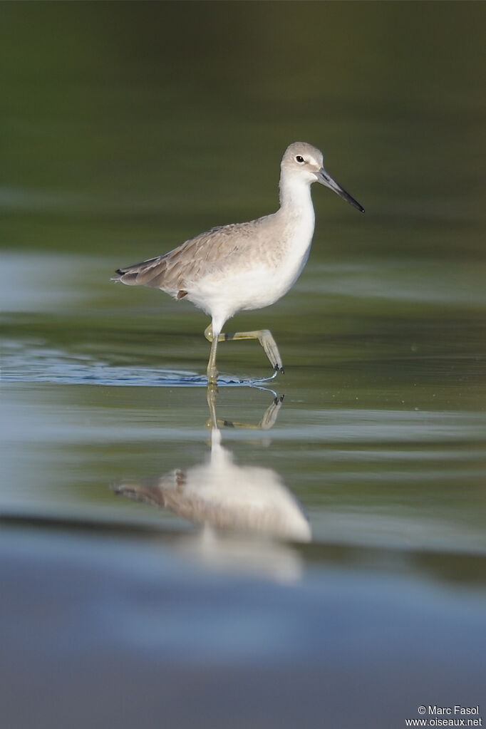 Willet