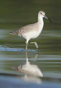 Willet