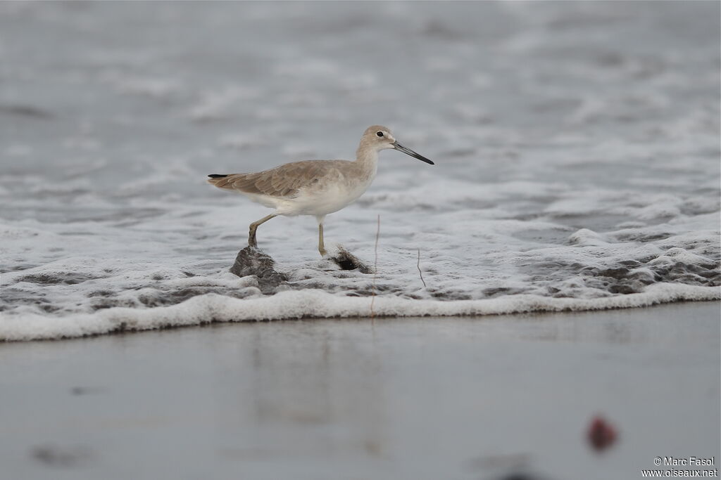 Willet, identification