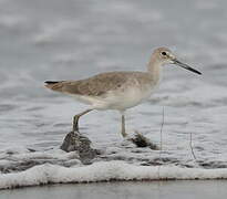 Willet