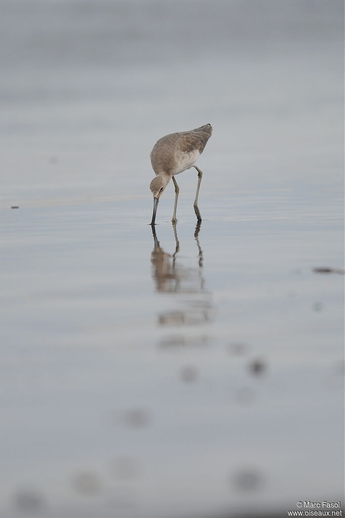 Willetadult post breeding, identification