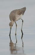 Willet