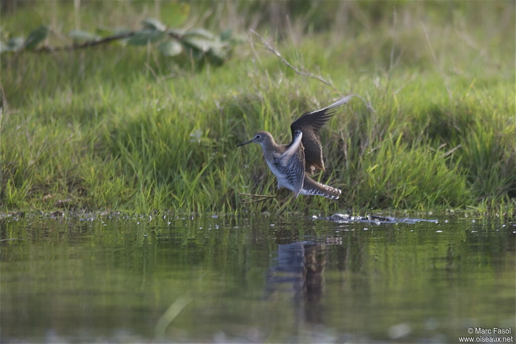 Solitary Sandpiper, Flight