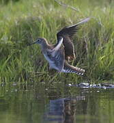 Solitary Sandpiper