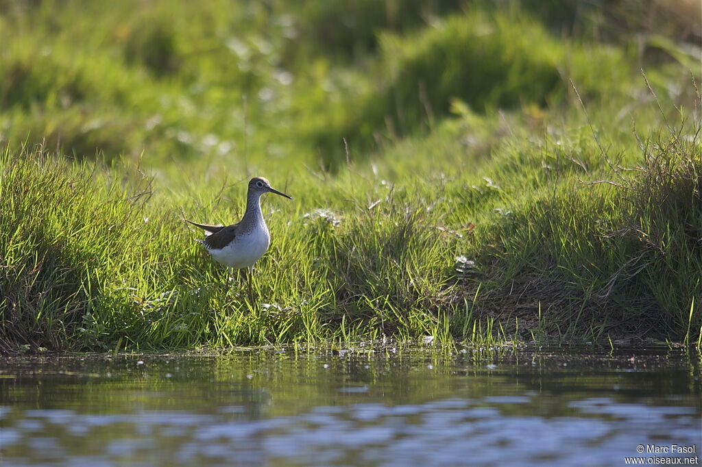 Solitary Sandpiper, identification