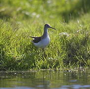 Solitary Sandpiper