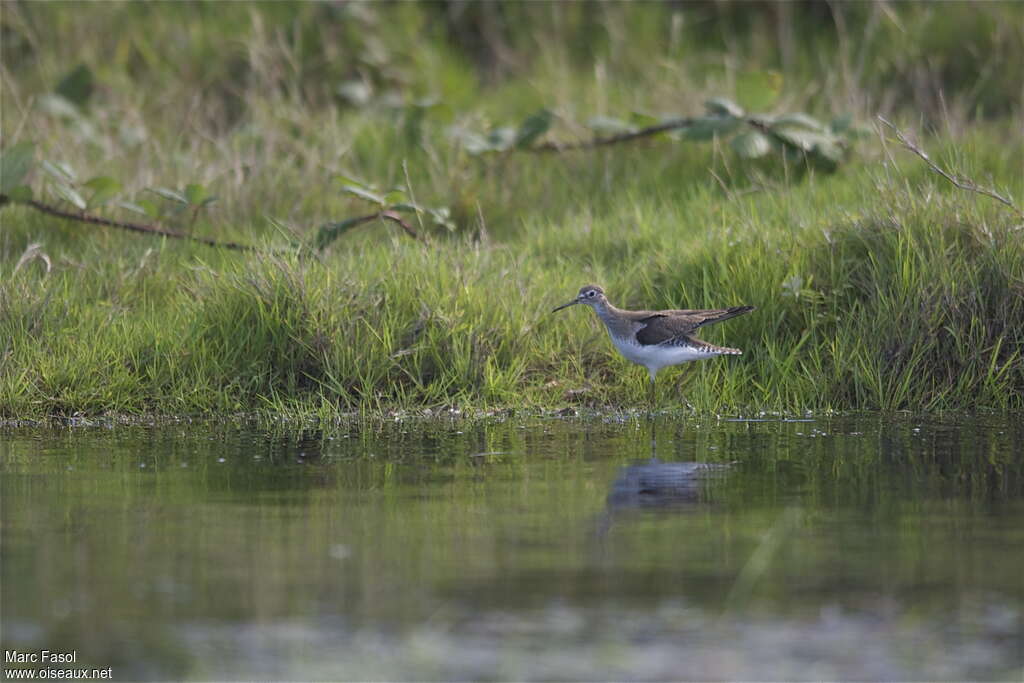 Solitary Sandpiper, habitat, Behaviour