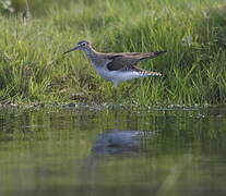 Solitary Sandpiper