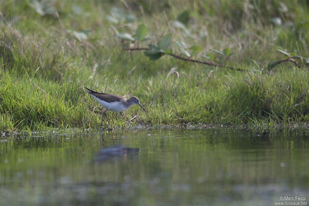 Chevalier solitaire, identification, Comportement