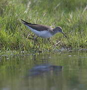 Solitary Sandpiper