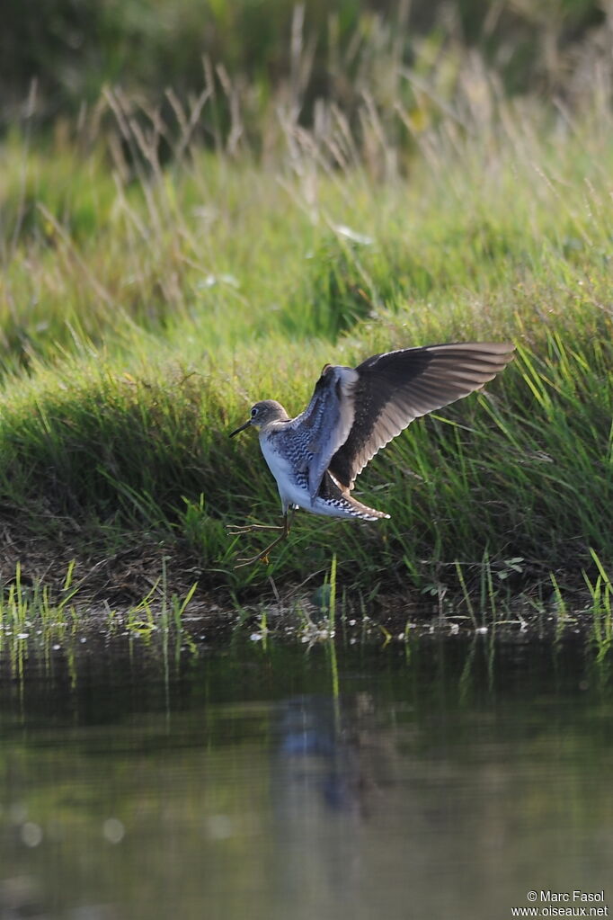 Solitary Sandpiper, Flight