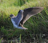 Solitary Sandpiper