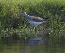 Solitary Sandpiper