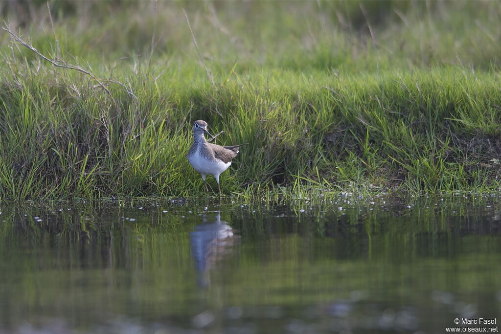 Solitary Sandpiper, identification, feeding habits, Behaviour