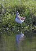 Solitary Sandpiper