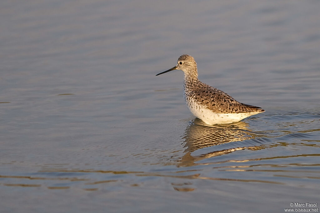 Marsh Sandpiperadult, identification, walking