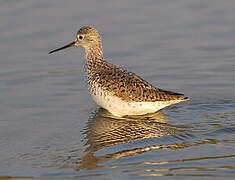 Marsh Sandpiper