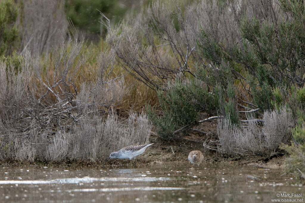 Marsh Sandpiper