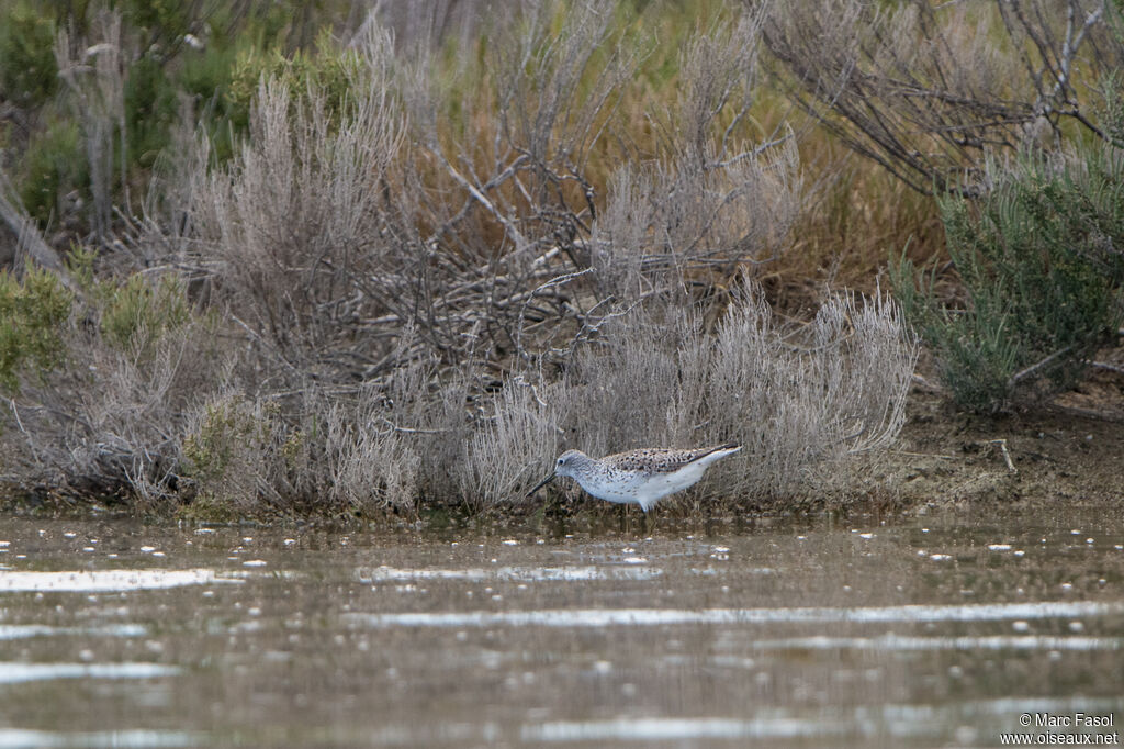 Marsh Sandpiper