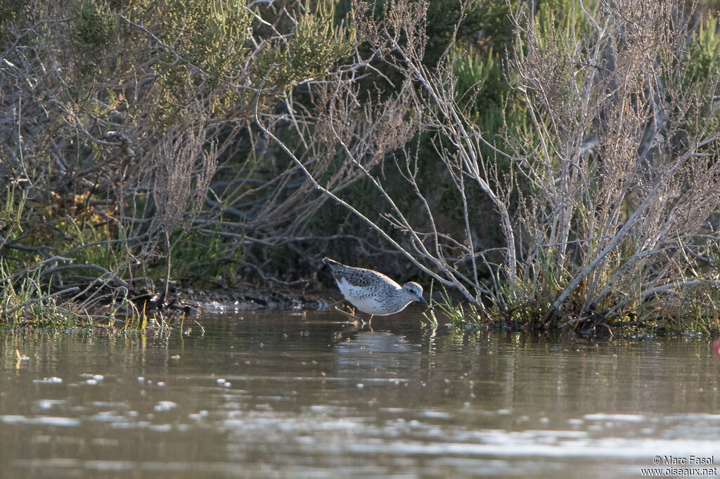 Marsh Sandpiper