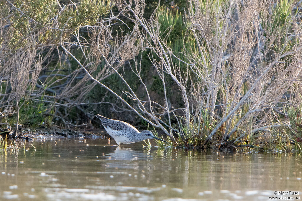 Marsh Sandpiper