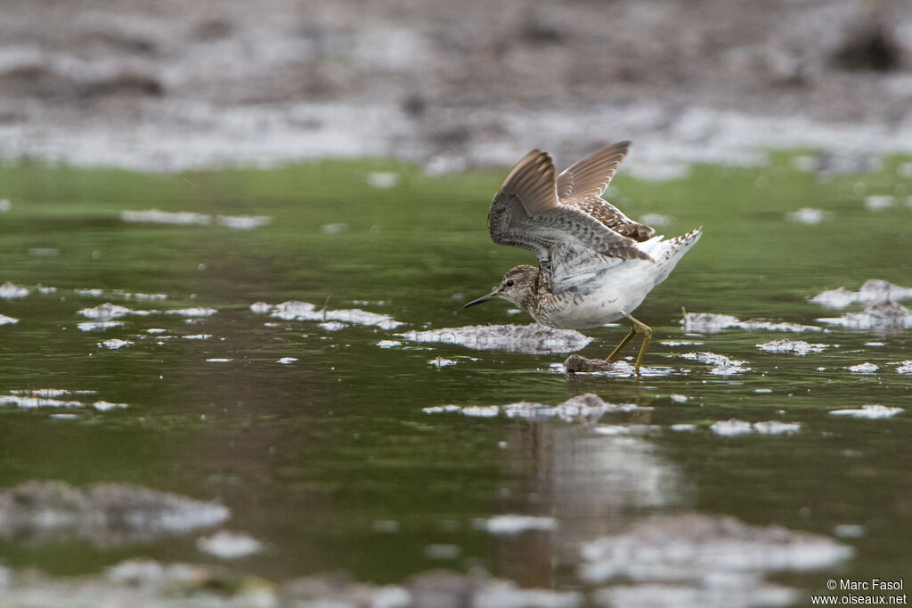 Wood Sandpiperadult breeding, Flight