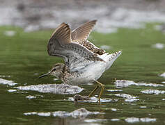 Wood Sandpiper