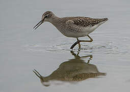 Wood Sandpiper