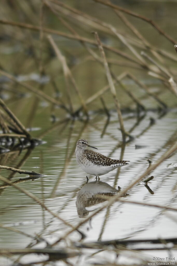 Wood Sandpiperadult breeding, identification