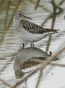 Wood Sandpiper