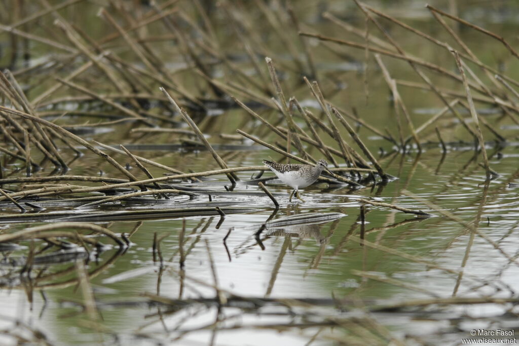 Wood Sandpiperadult breeding, identification, Behaviour