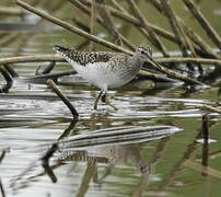 Wood Sandpiper