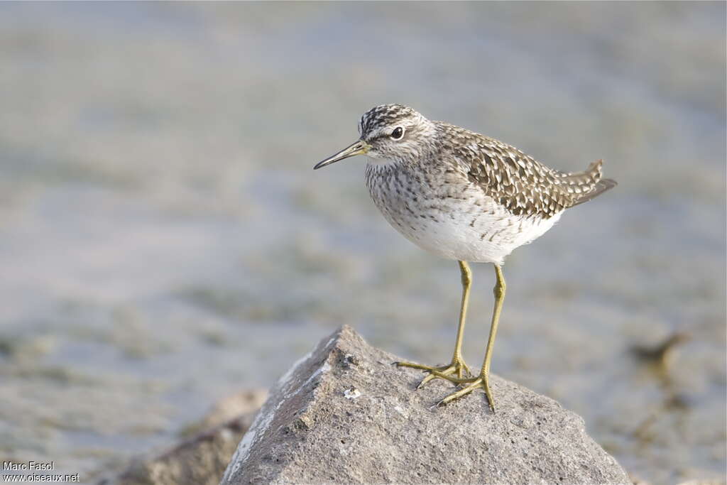 Wood Sandpiperadult breeding, close-up portrait