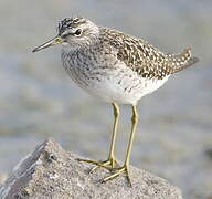 Wood Sandpiper