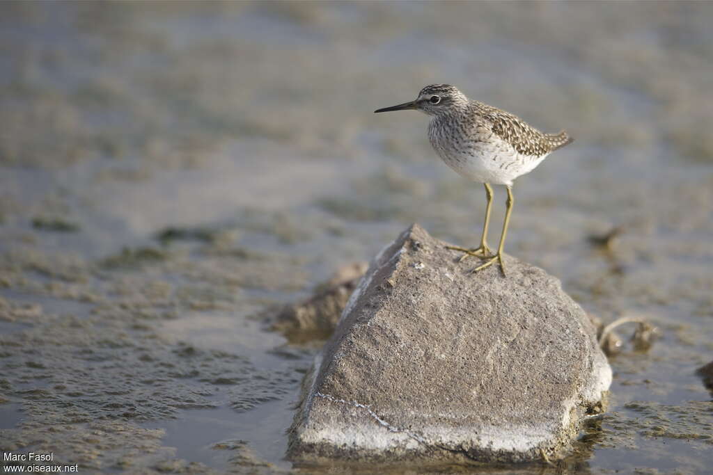 Wood Sandpiperadult breeding, Behaviour