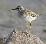 Wood Sandpiper