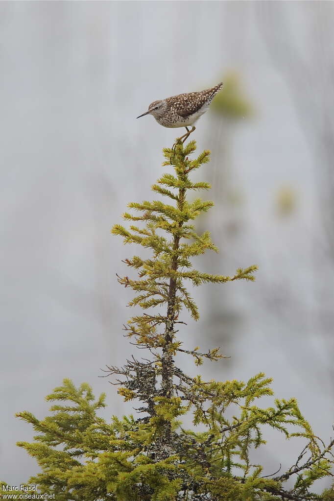 Wood Sandpiperadult breeding, Behaviour