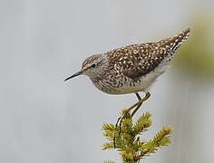 Wood Sandpiper