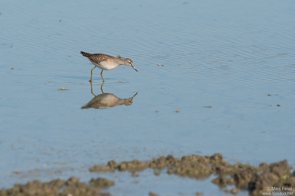 Wood Sandpiperadult, identification